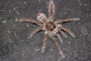 0.0.1 Theraphosa stirmi - Sling