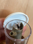 0.0.1 Avicularia variegata - Sling