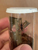 0.0.1 Amazonius germani - Spiderling