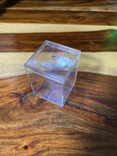 Spiderling Terrestrial Enclosure