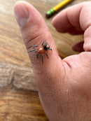 0.1.0 Cyriocosmus perezmilesi - Adult/Subadult Female