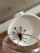 0.0.1 Avicularia sp 'peru purple' - Sling