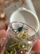 0.0.1 Caribena laeta - Sling