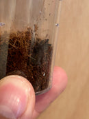 0.0.1 Pterinochilus murinus DCF Mikumi - Sling